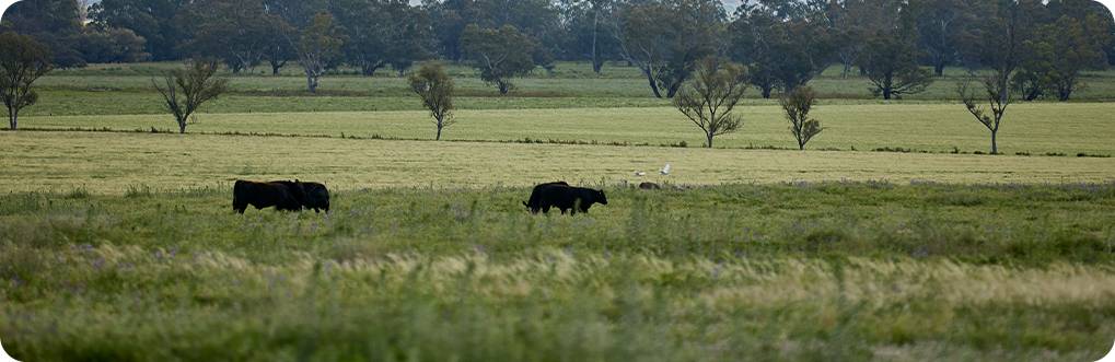 raising-cattle