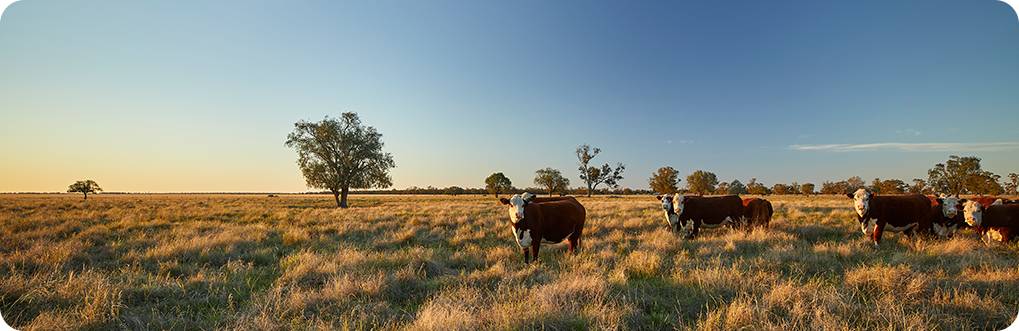 Constance Cattle